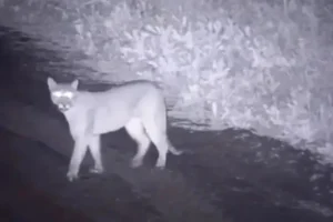 Pumas sueltos en Chilecito: alerta y debate ambiental