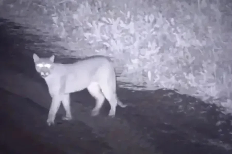 Pumas sueltos en Chilecito: alerta y debate ambiental