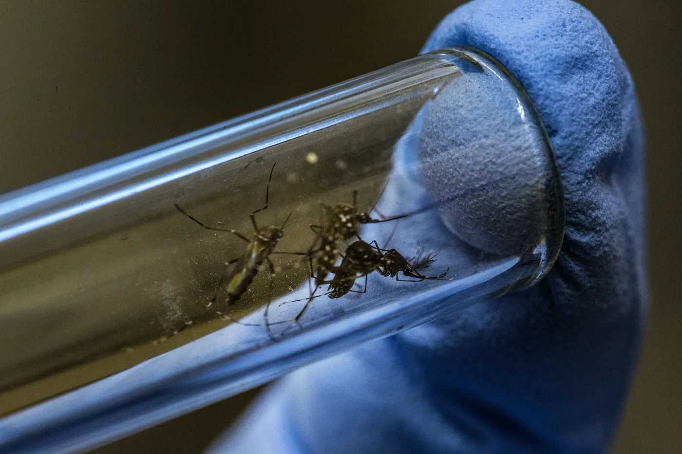 Dengue y chikungunya en La Rioja: arranca la temporada 2026