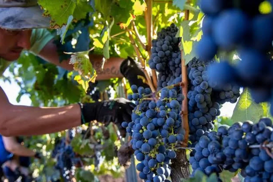 Emergencia vitivinícola en La Rioja: el sector pide auxilio