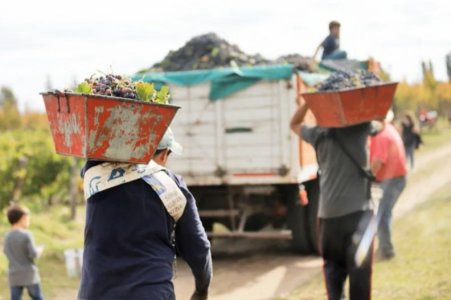 Crisis vitivinícola en Chilecito: 800 trabajadores en riesgo