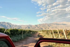 White Malbec y Alta Merlot: las nuevas joyas de Famatina